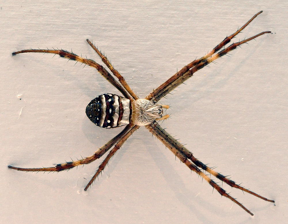 St Andrew's Cross Spider - Australian Spiders - Ark.au