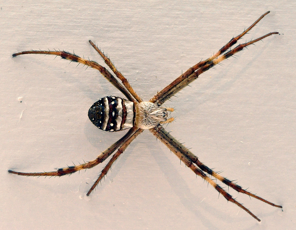 St Andrew's Cross Spider - Ark.au St Andrew's Cross Spider - Ark.au