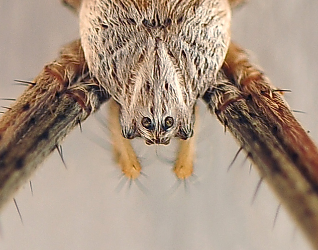 St Andrew's Cross Spider - Argiope keyserlingi - Ark.au