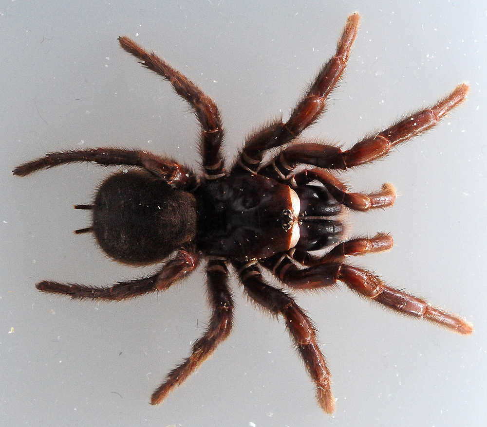 Sydney Funnel Web Spider - Ark.au