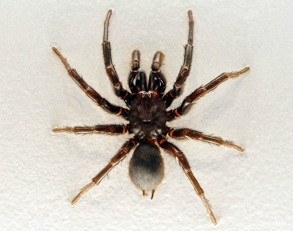 Sydney Funnel Web Spider - Atrax robustus - Ark.au