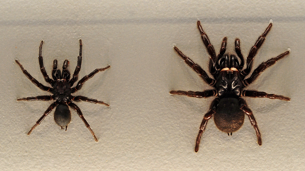 Sydney Funnel Web Spider - Atrax robustus - Ark.au