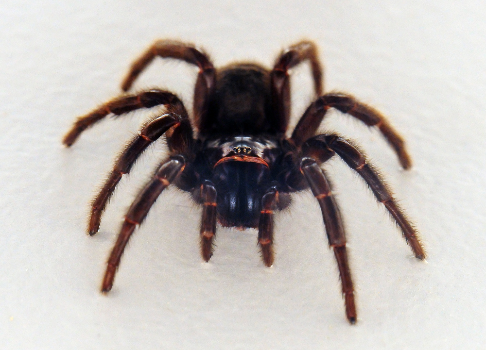 Sydney Funnel Web Spider - Atrax robustus - Ark.au