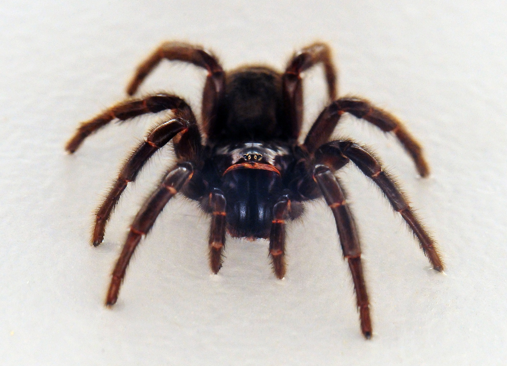 Sydney Funnel Web Spider - Atrax robustus