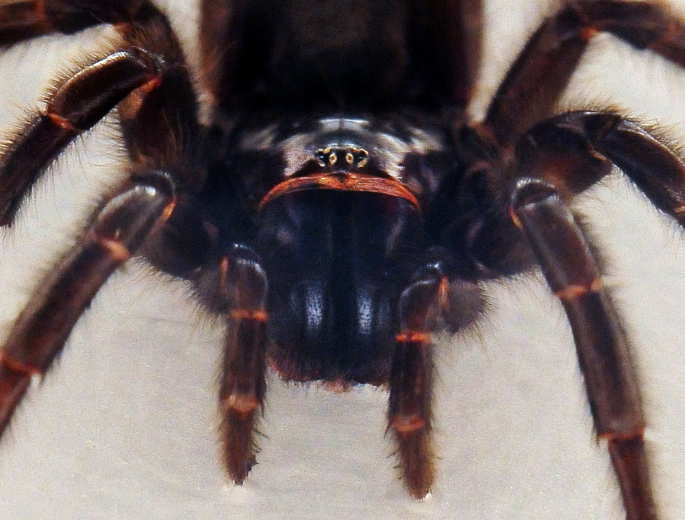 Sydney Funnel Web Spider - Atrax robustus - Ark.au