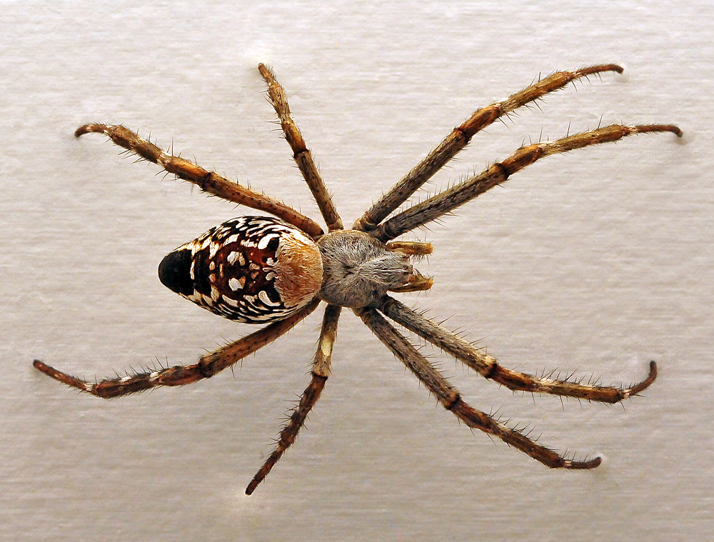 Tent Orb-Weaving Spider - Australian Spiders - Ark.au