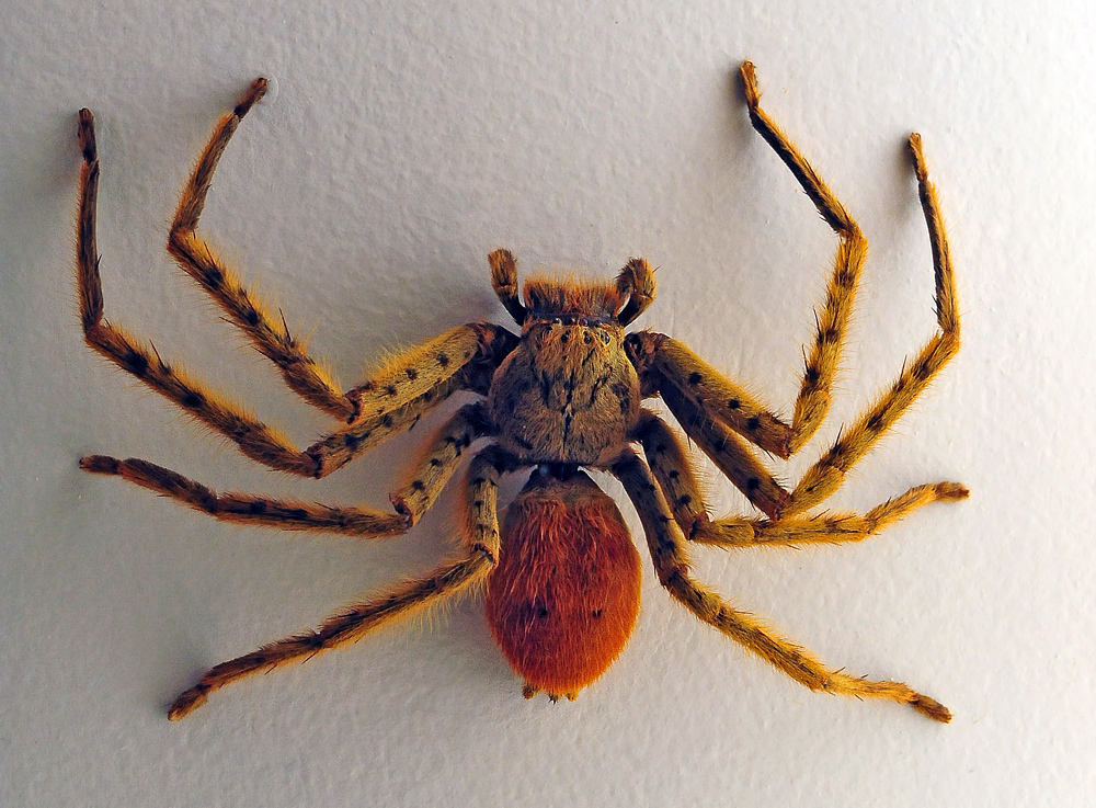 Tiger Huntsman Spider - Australian Spiders - Ark.au