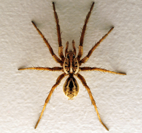 Wolf Spider - Ark.au