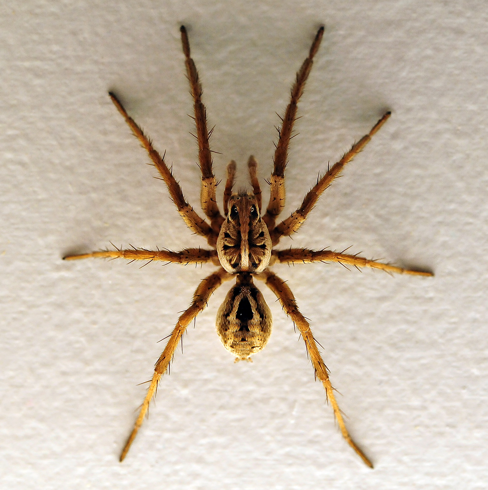 Wolf Spider - Australian Spiders - Ark.au